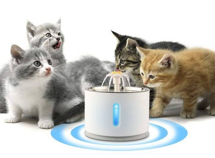 water fountain for cats